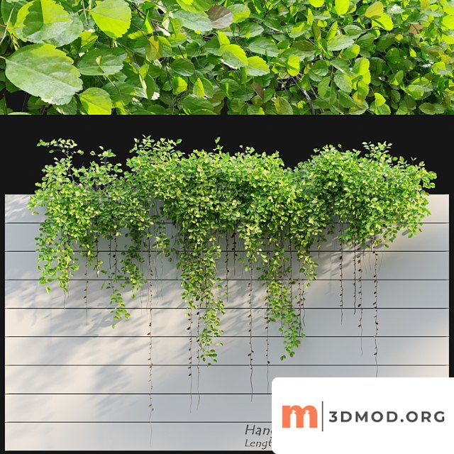 Hanging plant 28