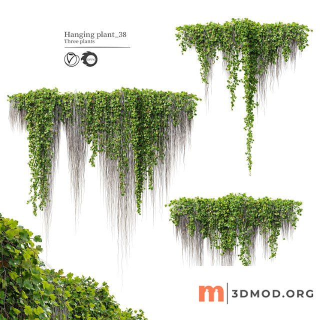 Hanging plant 38