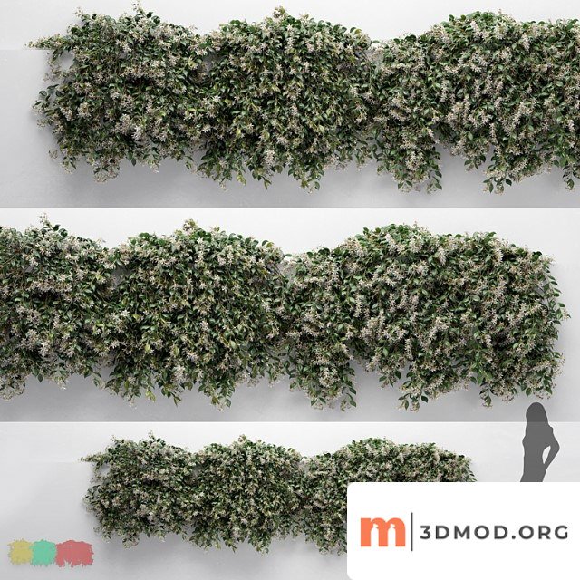 Hanging plant - choisyaternata - 3 modular pieces