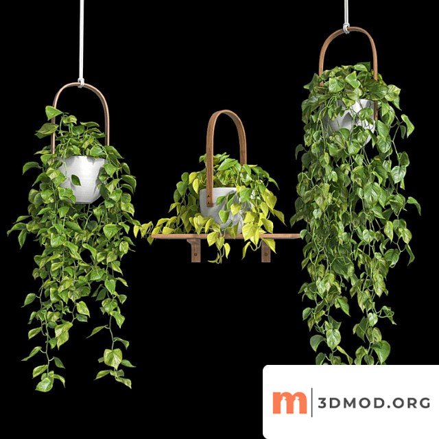 Hanging plants - scindapsus