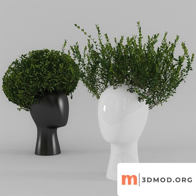 Head Buxus