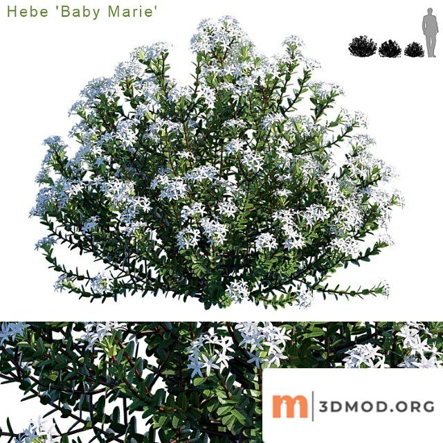 Hebe baby marie