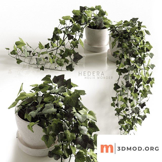 Hedera helix wonder
