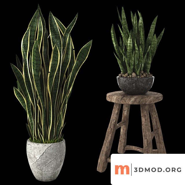 Home plant sansevieria