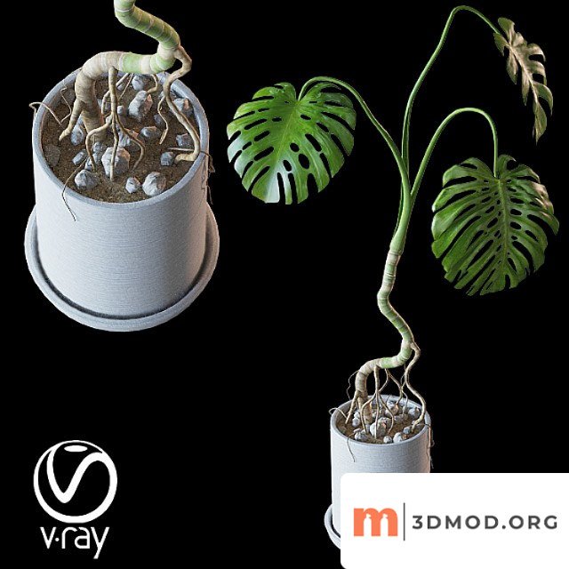 Home plant v2 (realistic)