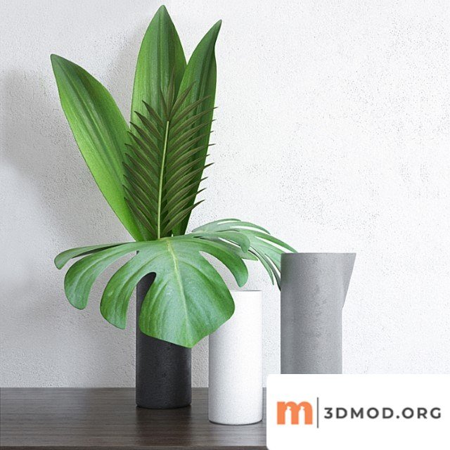 Home tropical plants