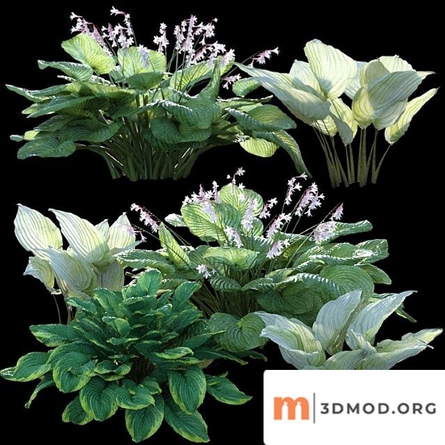 Hosta (funkia)