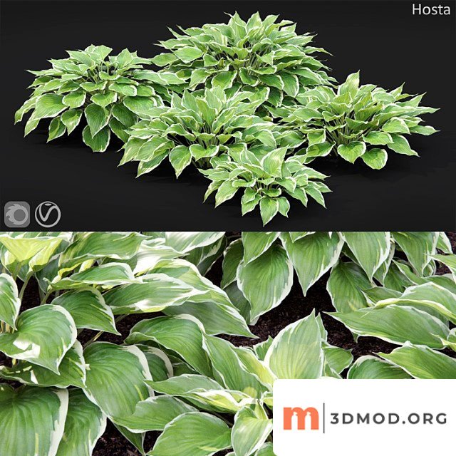 Hosta