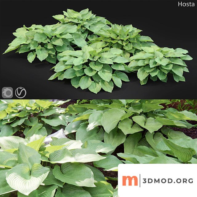 Hosta albomarginata