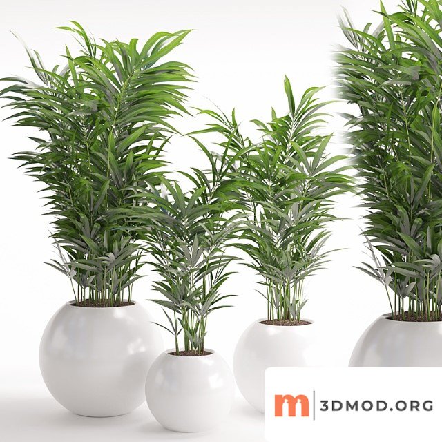 House Plant 20