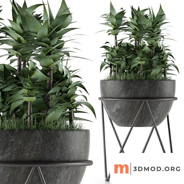 House Plant 21