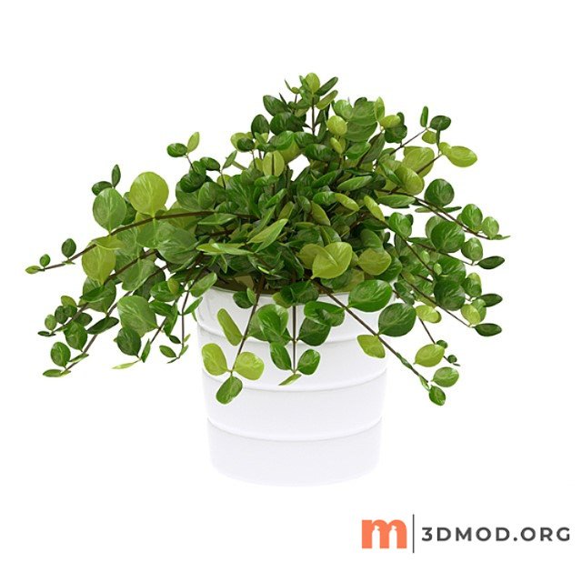 House plant himalayamix