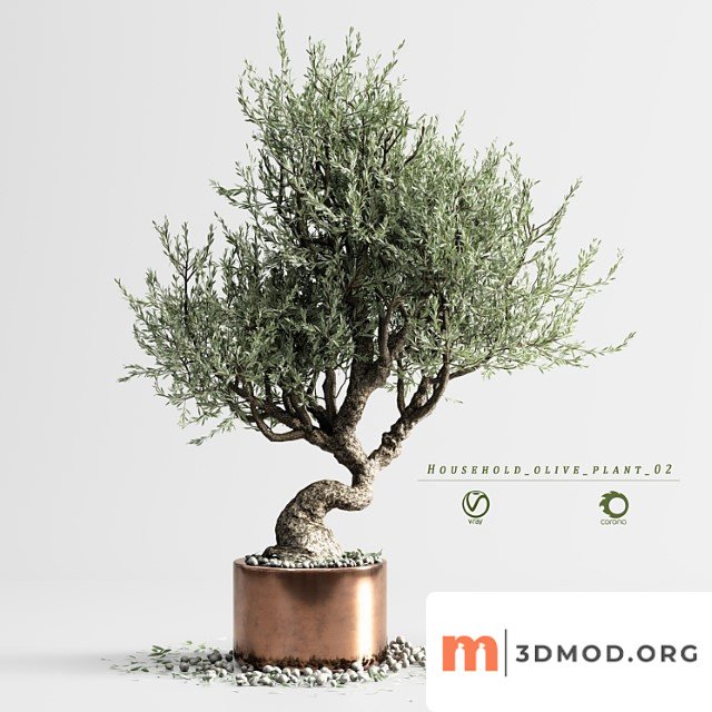 Household olive plant 02