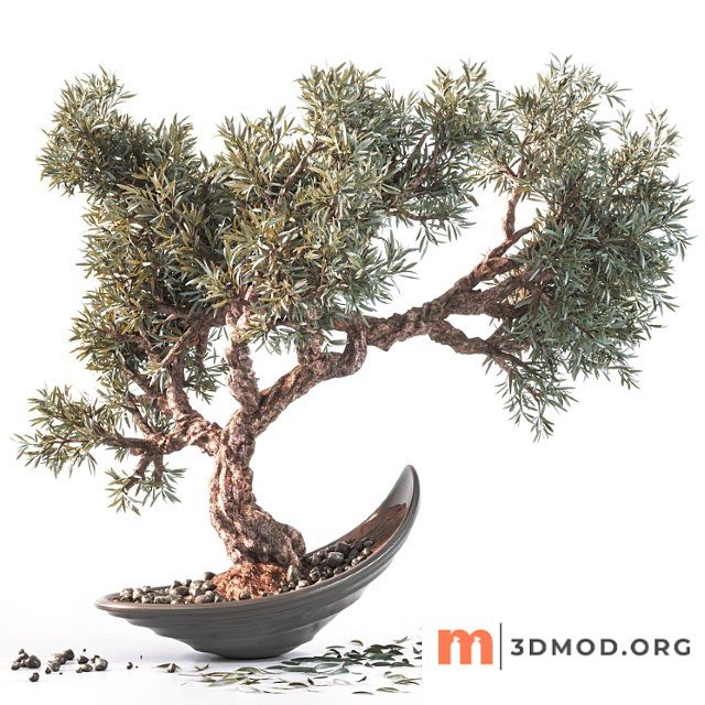 Household olive plant