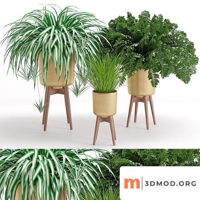 Houseplant 30