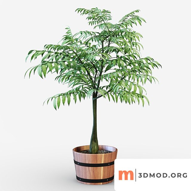Houseplant 9