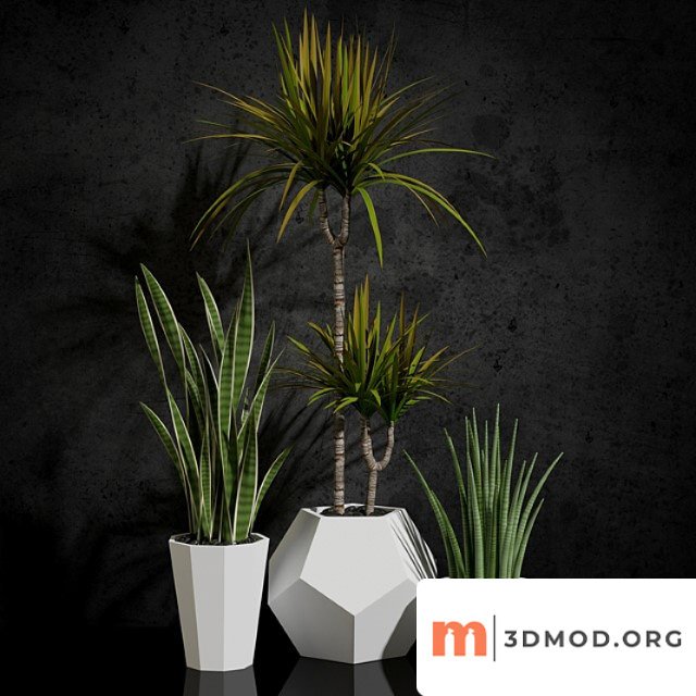 Houseplants 1