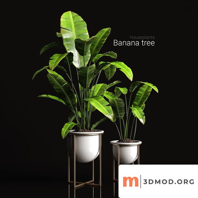 Houseplants Banana Tree