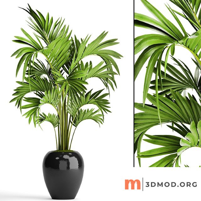 Hovea Decorative Palm Hovea Potted Flower Black Flower Pot Indoor