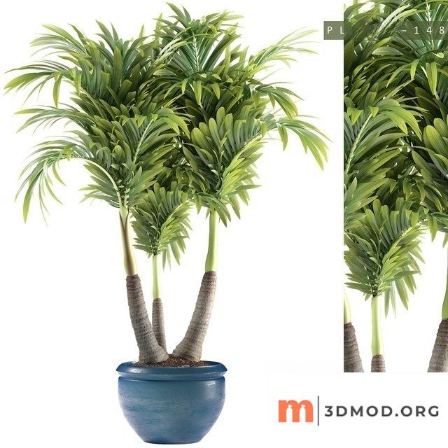 Howea Forsteriana
