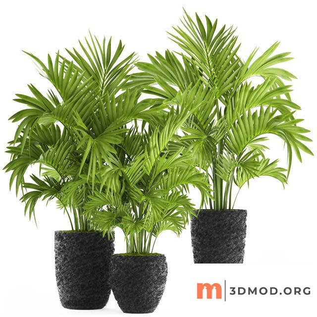 Howea Set