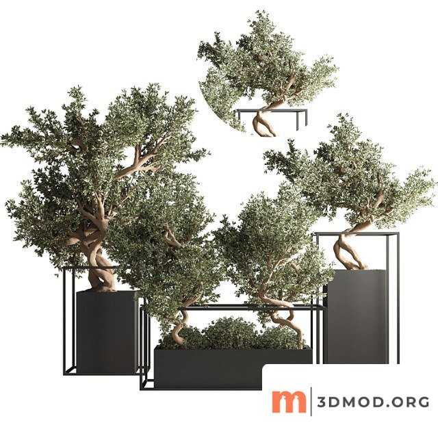 Indoor Plant Bonsai Set 24