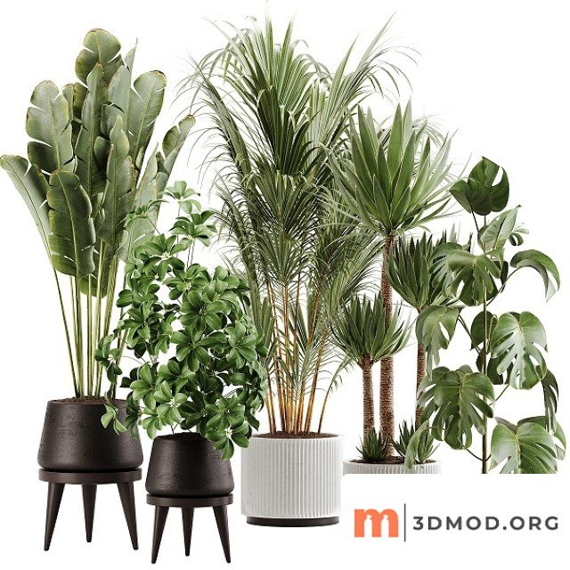 Indoor Plant Set 1322