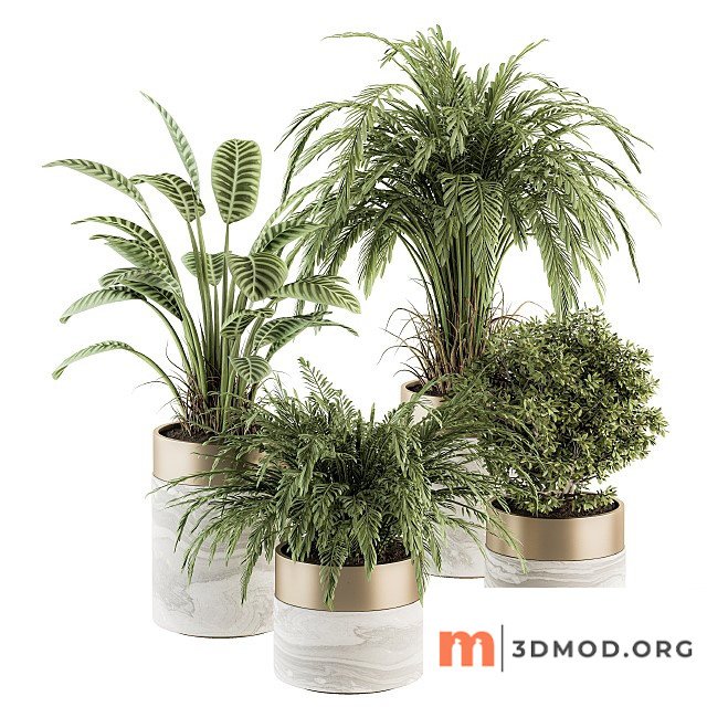 Indoor Plant Set 245 Plant Set in Pot
