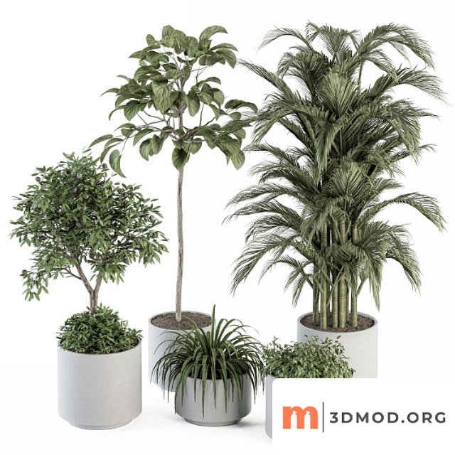 Indoor Plant Set 257 Plant Set in Pot