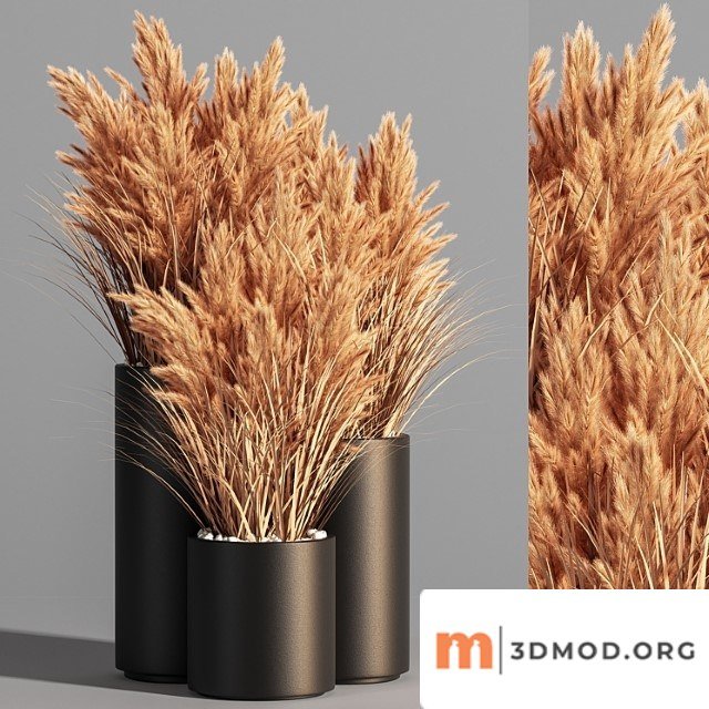 Indoor Plant Set 48 (pampas)