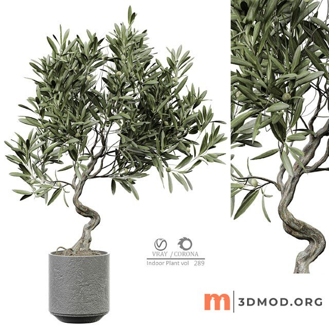 Indoor plant 289
