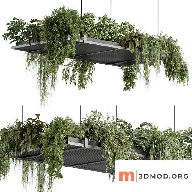 Indoor plant 443 - hanging plants