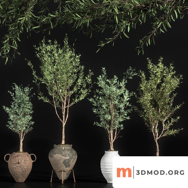 Indoor plant olive set 01