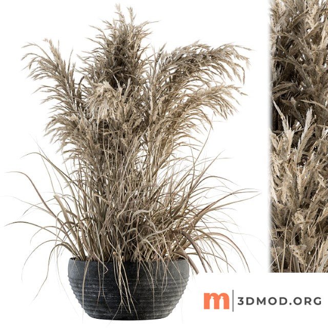 Indoor plant set 114 - dried plant