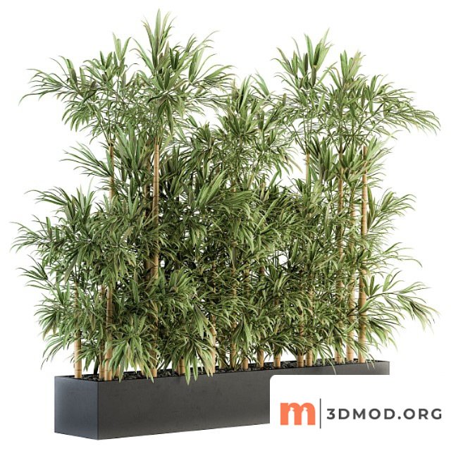 Indoor plant set 144 - bamboo in plant box
