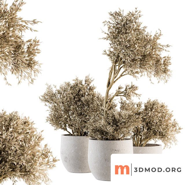 Indoor plant set 171 - dry plants