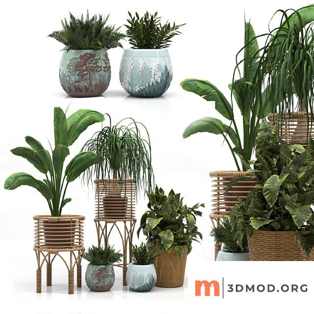 Indoor plants set a