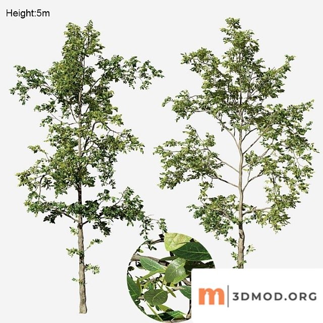Khaya senegalensis