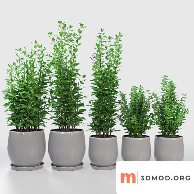 Kitchen plant - campana gray planters