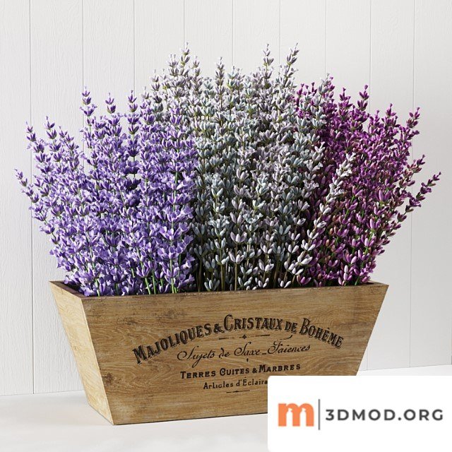 Lavender