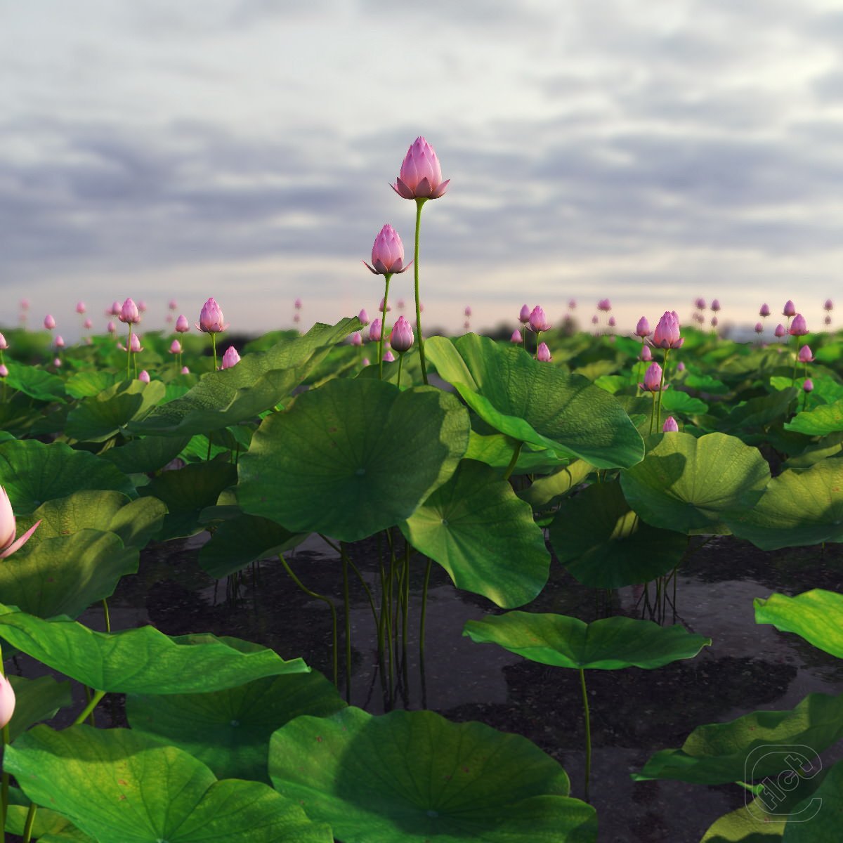 Lotus plant flower