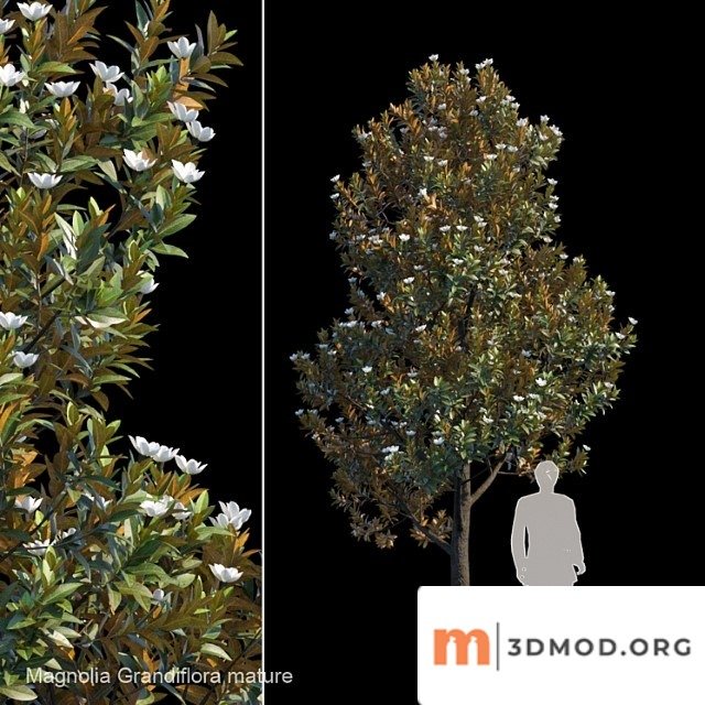 Magnolia grandiflora mature