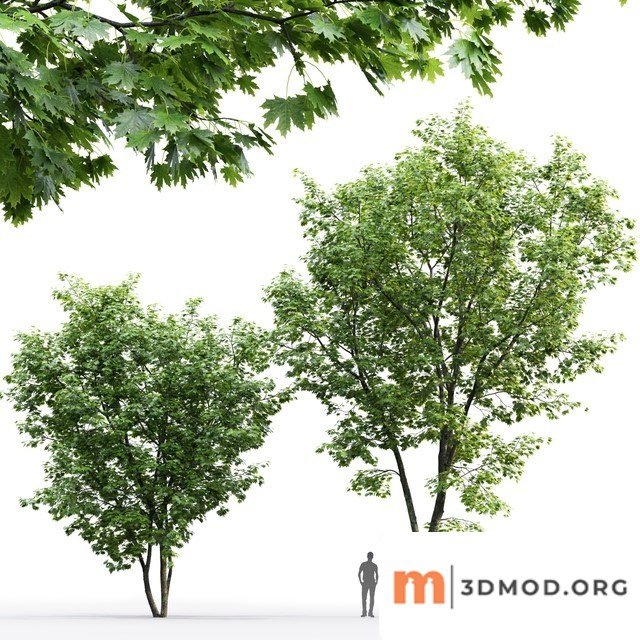 Maple Tree 01
