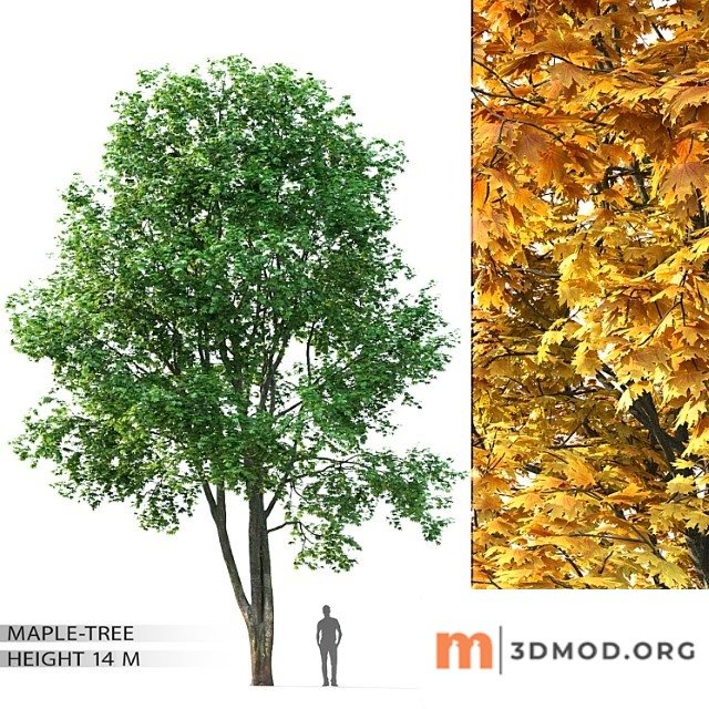 Maple Tree 8