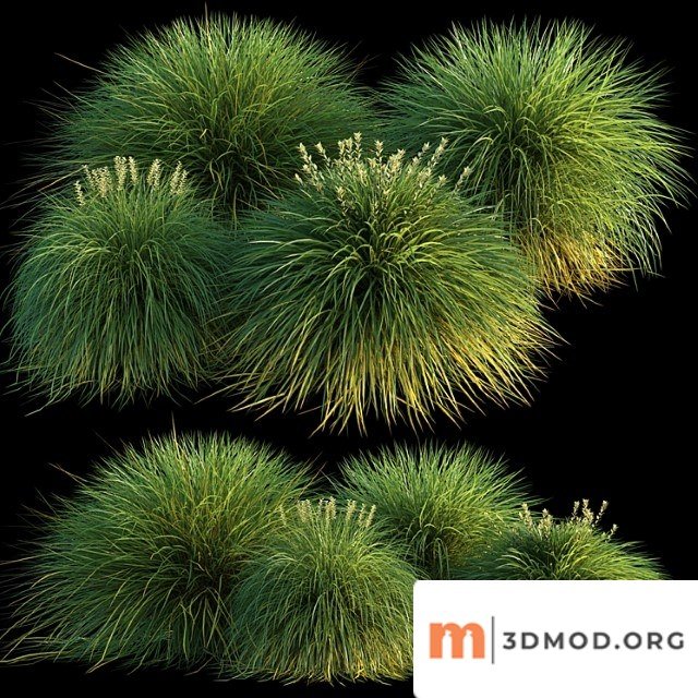 Miscanthus