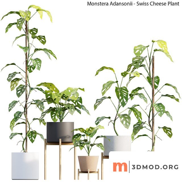 Monstera Adansonii Swiss Cheese Plant