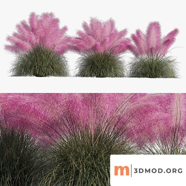 Muhlenbergia capillaris - pink muhly grass