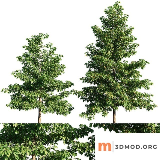 Nyssa Sylvatica Tree