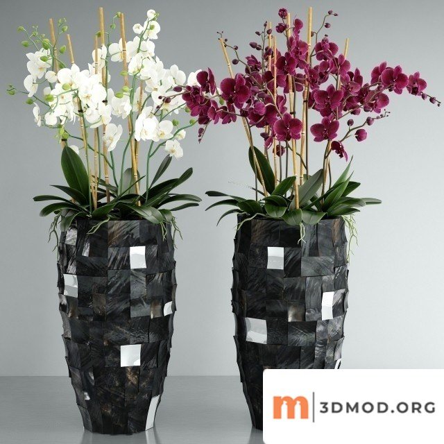 Orchid Pearl Black