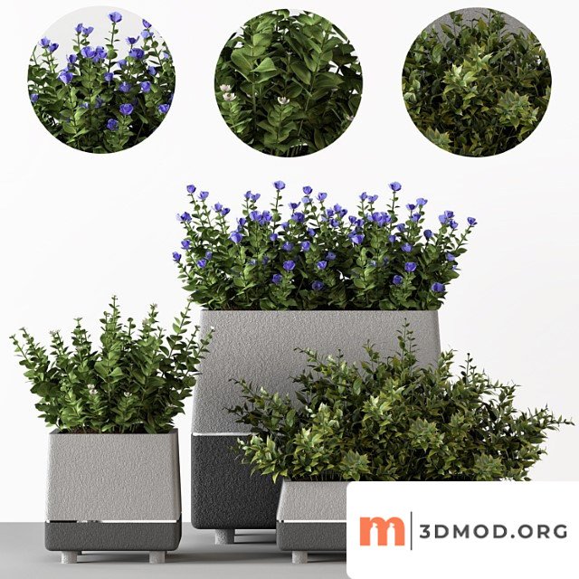 Outdoor Bushes In Concrete Pots